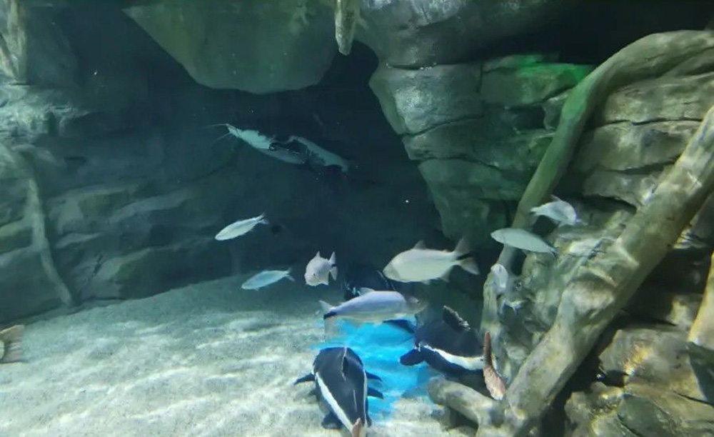 如何解決海洋館空氣潮濕問題？